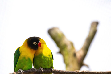 lovebirds
