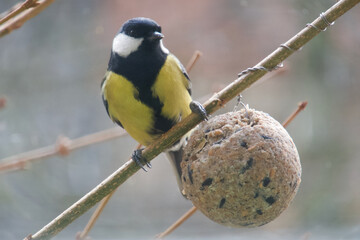 Great tit on a branch near feeding - Parus major