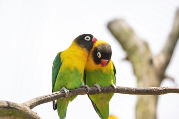 lovebirds