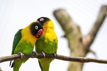 lovebirds