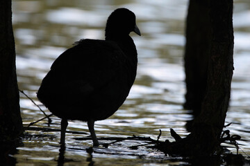 a coot