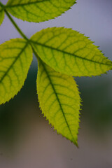 Close up of rose leaves