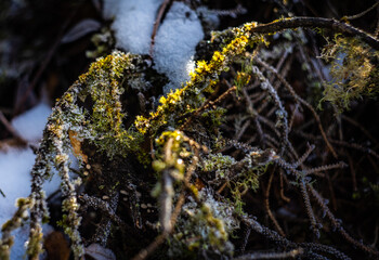 Tree trunk and branches covered with snow