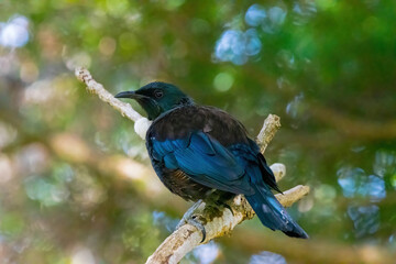 tui bird