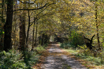 Narrow ground road with trees along