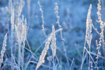 Close-up of beautiful frost on the grass and leaves frosty misty autumn morning