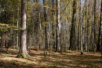 Autumnal deciduous tree stand with hornbeams and pine
