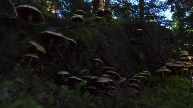 Large mushroom patch in forest time lapse