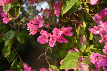 Obraz na płótnie Canvas closeup of the hot pink bougainvillea flowers