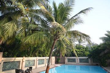 Fototapeta premium swimming pool and trees