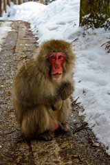 Naklejka premium A monkey in a hot spring winter park Jigokudani Japan