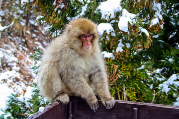 A monkey in a hot spring  winter park Jigokudani Japan