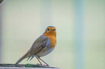 close up of a robin redbreast (Erithacus rubecula) on a wooden bird feeder table