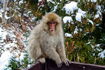 A monkey in a hot spring  winter park Jigokudani Japan