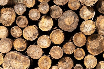Stack of felled trees background picture