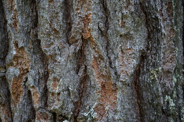 Pine bark. Pinus pinea bark of an old tree. Bark texture close-up