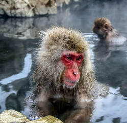 Close up of a monkey in a hot spring Japan