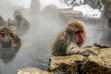 Fototapeta premium A monkey in a hot spring Japan