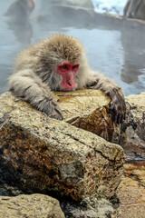 Fototapeta premium A monkey in a hot spring Japan