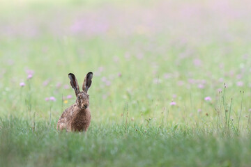 European Hare Lepus europeae in a meadow