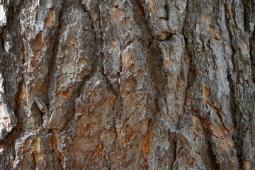 Texture of the bark stone pine. Old Pinus pinea bark.