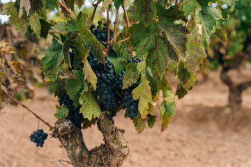 Red grapes ready to be harvested at a vineyard in spain