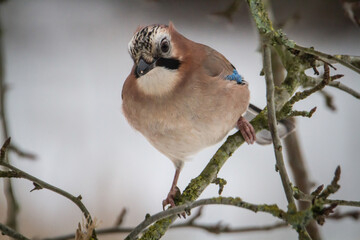 Eurasian jay in an appletree (Garrulus Glandarius), Elmelund Skov, Denmark