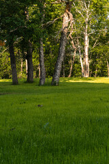 Fototapeta na wymiar Summer forest and green trees under sunlight.