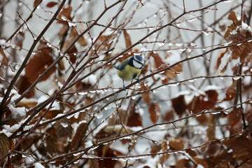 Tit sits on tree branches in winter