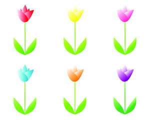 Colorful Tulip. Tulip flower illustration isolated on white background. Flower vector flat design style