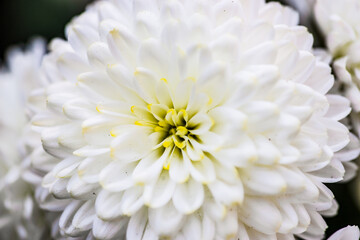 Autumnal flowers in the garden