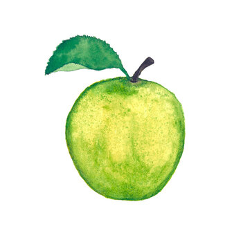 Watercolor hand drawn apple