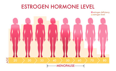 Estrogen hormone levels chart, menopause, vector illustration. Menopause chart infographic background. Female sex hormone template. Abstract concept estrogen level, representative testosterone charts. - obrazy, fototapety, plakaty