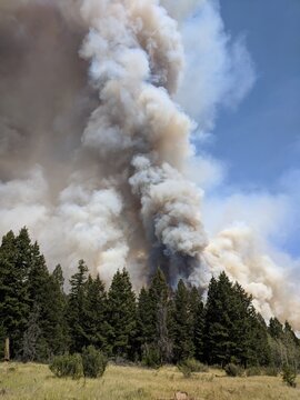 Wildfires burning out of control in Douglas-fir forest in Cariboo British Columbia near 100 Mile House.