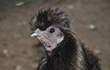 Galinha preta polonesa - cabeça de galinha poupa de penas na cabeça