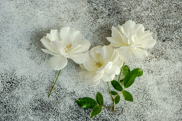 Naklejka na ściany i meble White rose flowers
