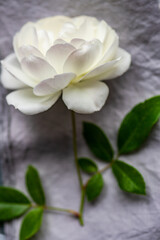 Blooming white rose flowers