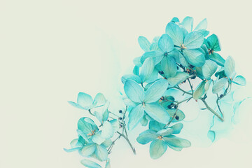 Creative image of pastel blue Hydrangea flowers on artistic ink background. Top view with copy space