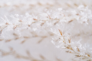 Dry Plant with Snow Flakes Closeup Photography. Xmas Beautiful Composition with Decoration Outside, Frosted Pampas Grass. Natural Herbal Branches with Snowflakes in Winter Snowy Cold Weather Season