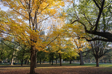 Beautiful Autumn Leaves at High Park in Toronto Ontario Canada