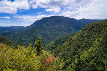 The densely forested landscape of Coromandel, North Island, New Zealand, above the valley of the Kauaeranga.
