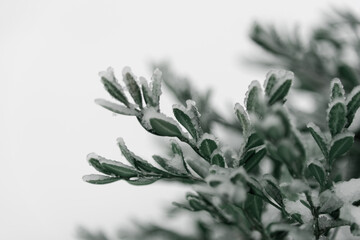 Plante gelé dans la neige, fond d'écran vert, texture petites feuilles, atmosphère d'hiver
