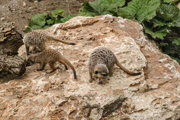 Suricate or meerkat (Suricata suricatta)