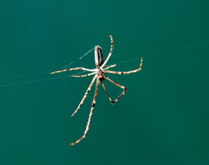 A spider sits in a web.