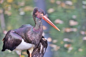 Australischer Vogel