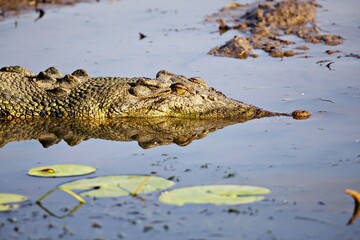 Salzwasserkrokodil