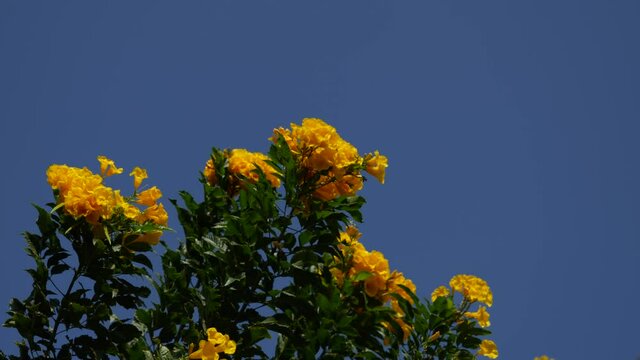 Yellow trumpetbush or Yellow Bells, Tecoma stans