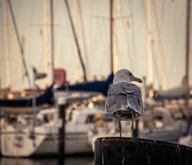 seagull from behind in front of a port and sailing boat masts