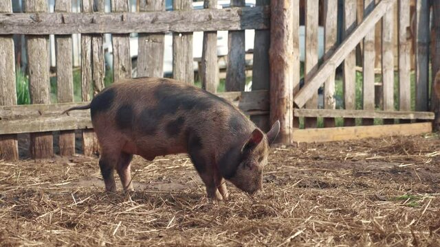 farm agriculture slow motion video concept. piglet a group livestock looking for food sniffing. hog swine run walk pork on an old farm agriculture. cute pig dirty group pig