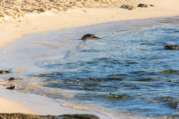 Fototapeta premium Gaviota reidora bañándose.